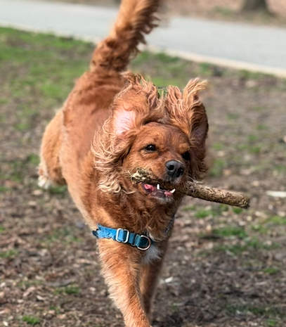 Romeo the dog